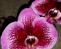 дешевые орхидеи киев купить, ОРХИДЕИ В ПОДАРОК;