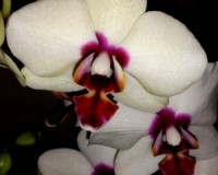 орхидеи продажа киев,орхидеи купить недорого,орхидеи восковые мультифл