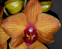оранжевые орхидеи восковики миди, орхидеи продажа киев и украина;