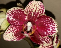 дешевые орхидеи киев, уценка орхидей, купить орхидеи недорого для пода