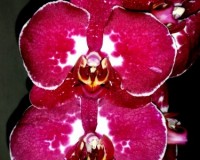орхидеи продажа киев и украина,орхидеи купить почтой;