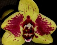 восковик желто-красный купить,орхидеи недорого;