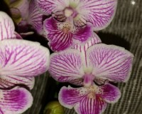 фаленопсис биг лип мультифлора купить киев и украина, орхидеи почтой,р