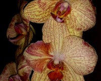 орхидеи продажа киев, орхидеи крупные купить,орхидеи желто-оранжевые;