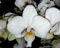 орхидеи продажа,орхидеи купить,фаленопсис мультифлора,дикая орхидея;