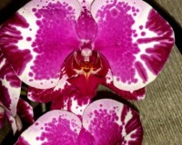 крупноцветковые орхидеи  11-12 см,каскадные орхидеи, орхидеи продажа к