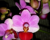 фаленопсис льюис бери,сортовые орхидеи купить киев и украина,орхидеи о