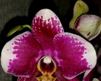 черные орхидеи восковые купить, продажа редких орхидей киев;