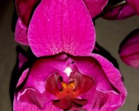 орхидеи купить недорого киев и украина, орхидеи продажа киев,орхидея П