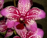 ВОСКОВАЯ КРАСНАЯ орхидея,сортовики от оптифлор;