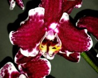 белая орхидея для подарка недорого, орхидеи продажа киев и украина;