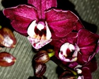 орхидеи продажа,орхидеи купить,черная орхидея купить,мультифлора миди