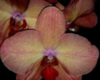 орхидеи продажа киев, орхидеи купить недорого киев и украина,минифален