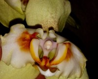 орхидеи продажа киев,орхидеи купить недорого,ГОЛДЕН ЯГУАР ПИЛОР;