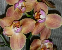 орхидеи бабочки, восковые орхидеи фаленопсисы купить, персиковая орхид