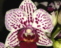 миди мультифлора  орхидея, орхидеи продажа киев и украина;