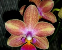 миди мультифлора сортовые орхидеи купить, орхидеи продажа киев и украи