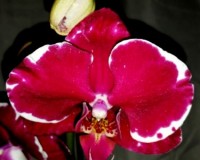 орхидеи продажа киев, орхидеи купить недорого киев и украина,орхидеи к
