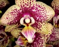 миди мультифлора орхидея купить, продажа орхидей в киеве;