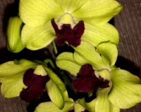 дендрофаленопсис зеленый, зеленая орхидея купить в подарок, продажа ор