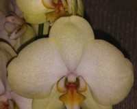 салатовая орхидея купить недорого, дешевые орхидеи купить по уценке;