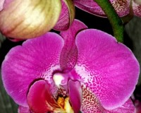 миНи мультифлора восковик белая орхидея купить;