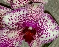 ОРХИДЕИ ПРОДАЖА, орхидеи купить недорого киев, орхидеи крупные;