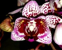 пилорик миди мультифлора орхидеи купить, орхидеи пилорики;