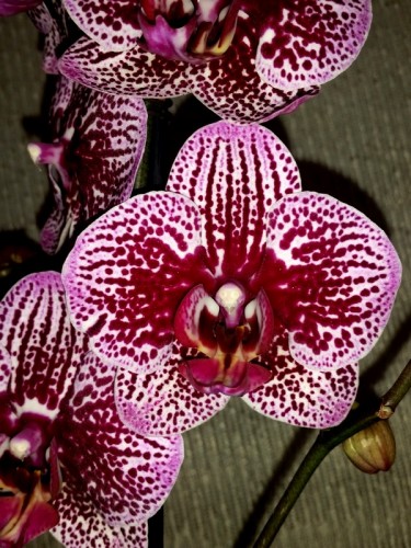 орхидеи купить недорого киев и украина, сортовые орхидеи киев;