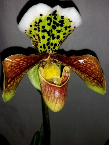 венерин башмачек, орхидеи продажа киев,пфиопедилум орхидея,американски