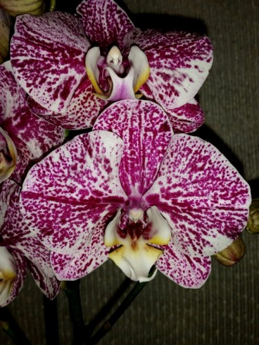 крупные орхидеи купить недорого,орхидеи продажа киев;