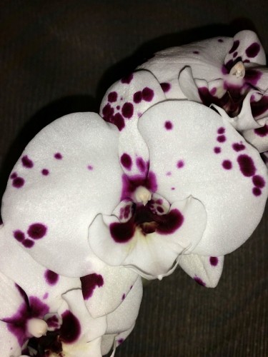орхидея продажа киев и украина,орхидеи купить,биг лип далматинец орхид