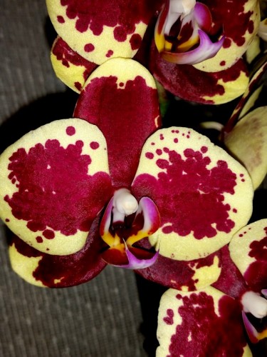 восковые фаленопсисы купить недорого,красная орхидея купить,орхидеи пр