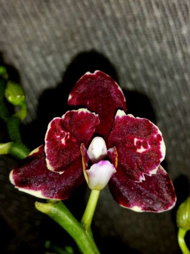 белинзона миди мультифлора,красная орхидея восковик купить,фаленопсис