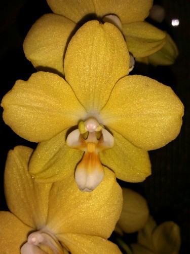 ароматная орхидея восковик;