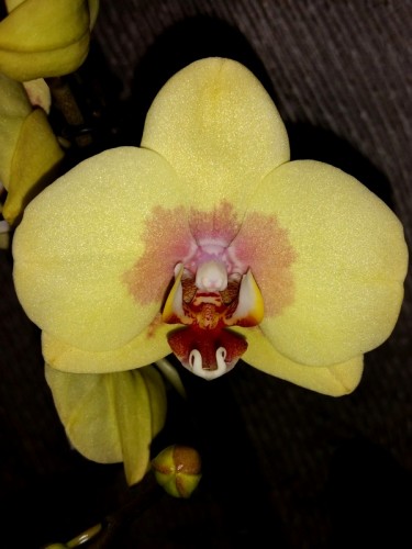 желтые орхидеи купить недорого, орхидеи продажа киев и украина;