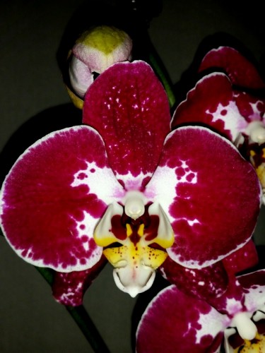 орхидеи продажа киев, орхидея красная купить;