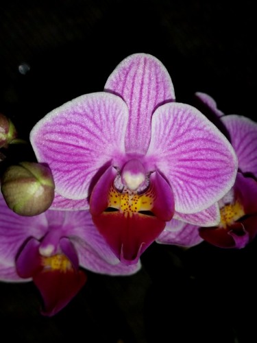 миди мультифлора полосатая орхидея купить недорого,орхидеи, продажа ор