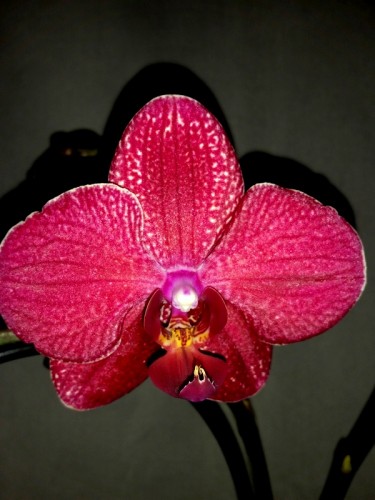 красная орхидея кимоно купить киев и украина,орхидеи почтой;
