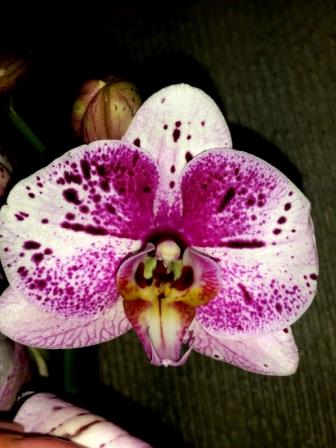 крупные орхидеи 10-12 см цветок купить, орхиде продажа киев НЕДОРОГО;