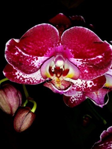 восковые орхидеи фаленопсисы купить, темные бордовые орхидеи;