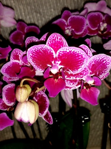 мультифлора орхидея купить,орхидеи купить,оридеи проджа,миниорхиеи;