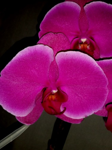 орхидеи дешевые киев купить,ОРХИДЕИ ПРОДАЖА,орхидеи уценка