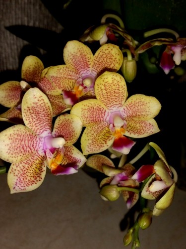 ампельные орхидеи мультифлора, ароматные орхидеи,купить орхидеи,продаж