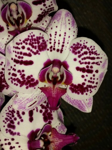 крупные орхидеи 10-12 см цветы, орхидеи продажа киев и украина;