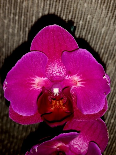 бабочка орхидея,орхидеи бабочки купить;