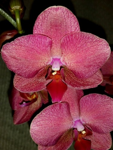 фаленопсис КРАСНЫЙ купить киев и украина, орхидеи почтой,редкие сортов