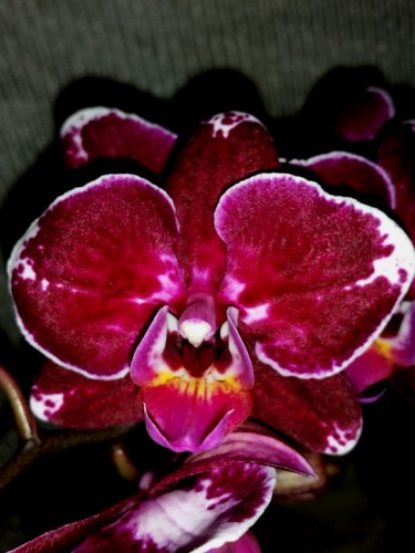 миди мультифлора орхидея купить, черный восковик фаленопсис недорого;