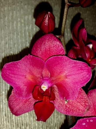 бабочка паваротти,красная орхидея, редкие виды орхидей купить киев;