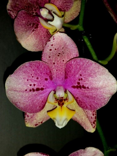восковые крупные орхидеи, сортовые орхидеи восковики купить;